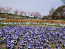 馬見花苑