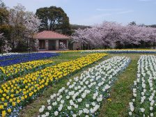 桜とチューリップ