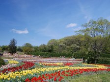 花の道のチーリップ