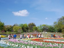 花の道のチューリップ