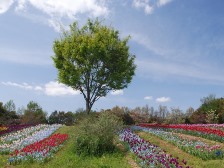 花の道のチューリップ