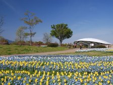 花笑み橋近くののチーリップ