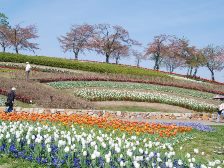 馬見花苑のチューリップ