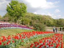 花の道のチューリップ