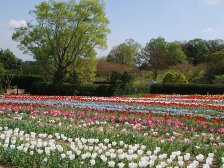 花の道のチューリップ