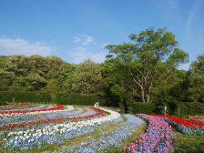 花の道のチューリップ