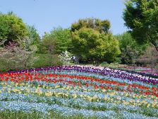 花の道のチューリップ