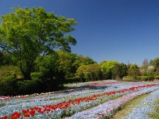 花の道のネモフィラ