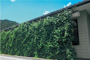 吉野町役場飯貝庁舎のグリーンカーテン