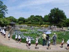 満開の菖蒲園