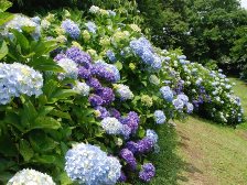 紫陽花が満開です