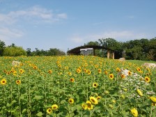 カリオンの丘のヒマワリは3分咲きです