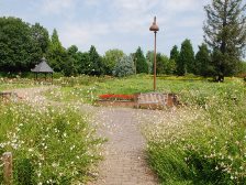 花の道のひまわりは咲き始めです