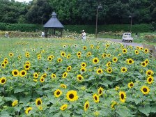 花の道のヒマワリは2分咲きです