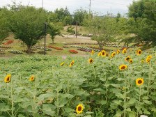 馬見花苑のヒマワリは咲き始めです