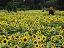 花の道のヒマワリです。