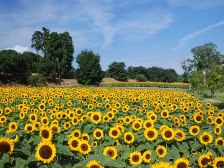 夏の花畑のひまわり