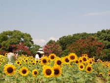 芝生の丘のひまわり