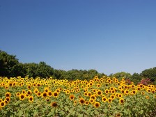 芝生の丘