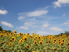 芝生の丘のヒマワリ