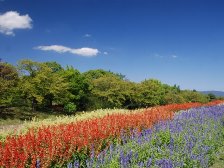 集いの丘の花壇