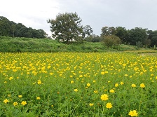 秋の花畑