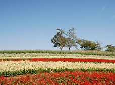 馬見花苑のサルビア