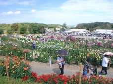 満開のダリア園