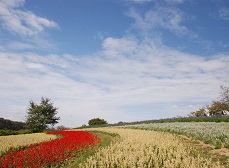 馬見花苑