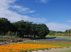 秋の花畑