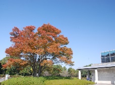 紅葉が進んできました