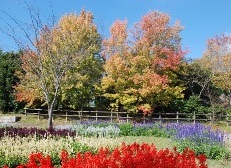 トウカエデの紅葉