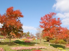 サルスベリの紅葉