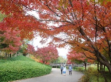 イロハモミジの紅葉