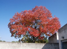 ナンキンハゼの紅葉