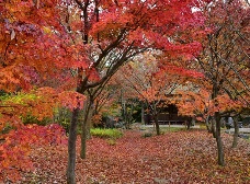 野草園の紅葉