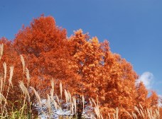 ラクウショウの紅葉