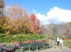 花の道の紅葉