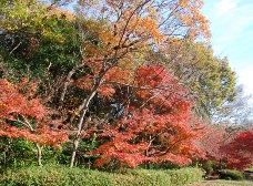 流れのある坂道の紅葉