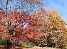 別所下古墳近くの紅葉