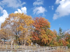 ドングリ広場の紅葉