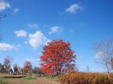 サルスベリの紅葉