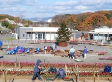 ガーデンシクラメンの植え付け