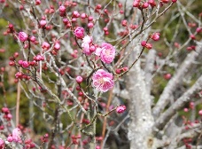 梅が開花しました