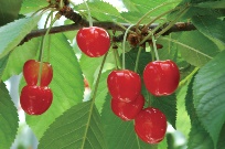 cherry