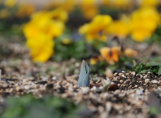 チューリップの芽が出ました