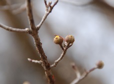 サンシュユの花芽