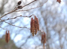 ハンノキの花