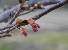 カワヅザクラの花芽src=