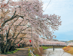 みくまり桜